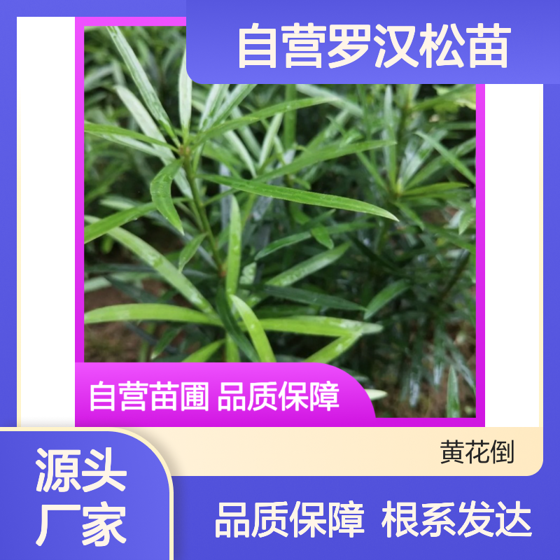 苗木合作社自营罗汉松苗 品种齐全质量保证 根系发达种植好管理