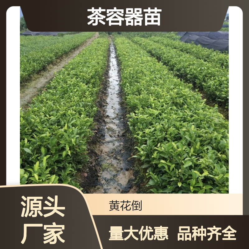 农户直供龙井43号茶容器苗 品种齐全质量保证根系发达种植好管理