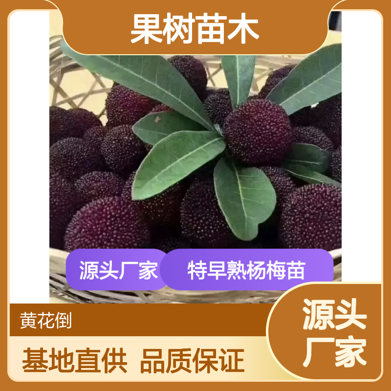 特早熟杨梅苗 基地直供 果树苗木 品种优良 适应性强