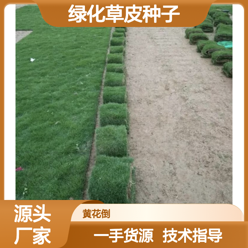 当年新收绿化草皮种子 产地一手货源免费技术指导