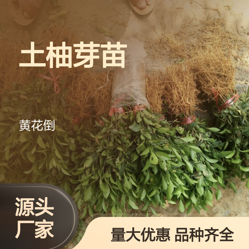 常年基地供应土柚芽苗 品种齐全质量保证 根系发达种植好管理