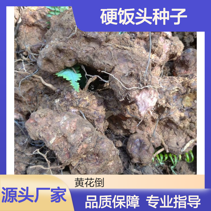 当年新采硬饭头种子 播种技术指导 自营基地 适应性强