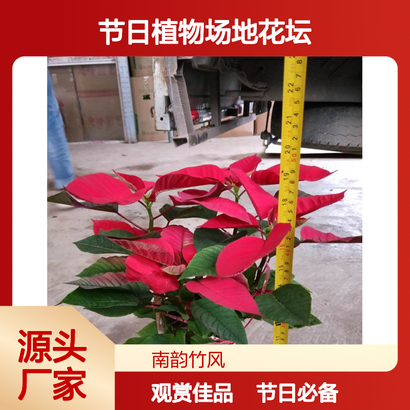 深 圳圣诞红花卉盆栽 节日植物场地花坛 场地景观布置 南韵竹风