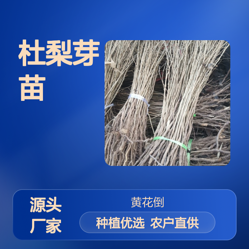 农户直供杜梨芽苗 种植收益好 荒山农田均可种植