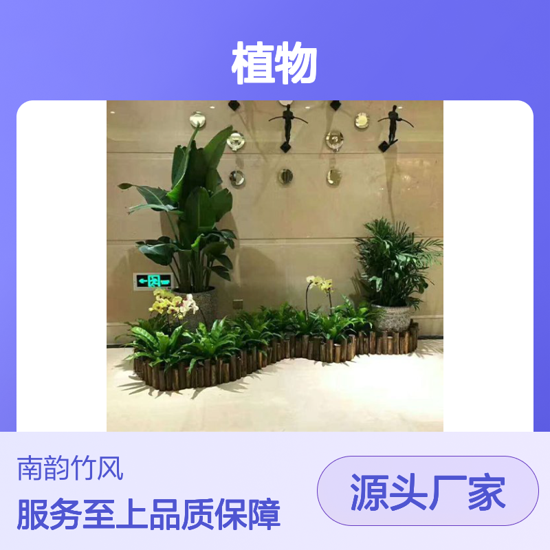 南韵竹风植物租摆服务 承接绿化工程 品种多样