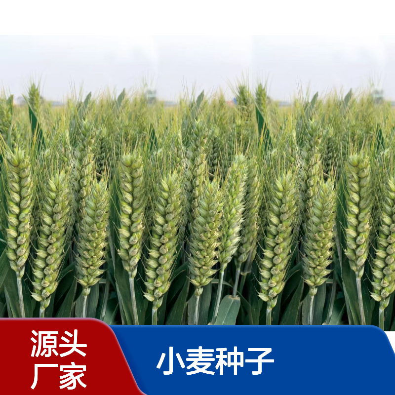 矮杆抗倒郑麦0989小麦种子 亩产1800斤稳产 抗病强