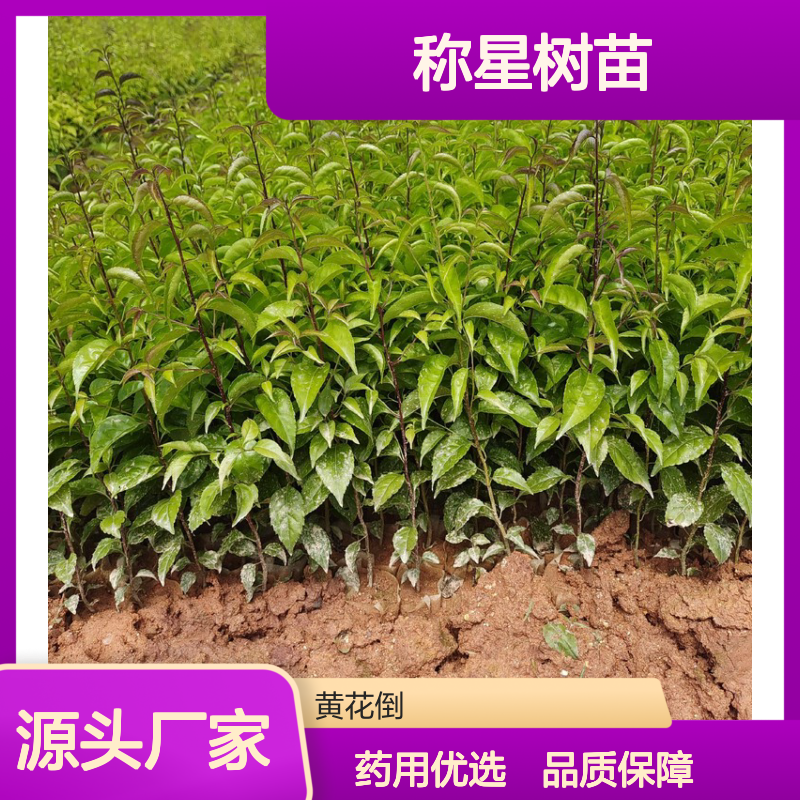 称星树苗 落叶灌木 中药材种植 天然野生 园林优选