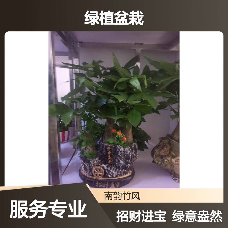 公司开业乔迁礼品盆栽 三杆发财树寓意步步高升深 圳绿植盆栽批发