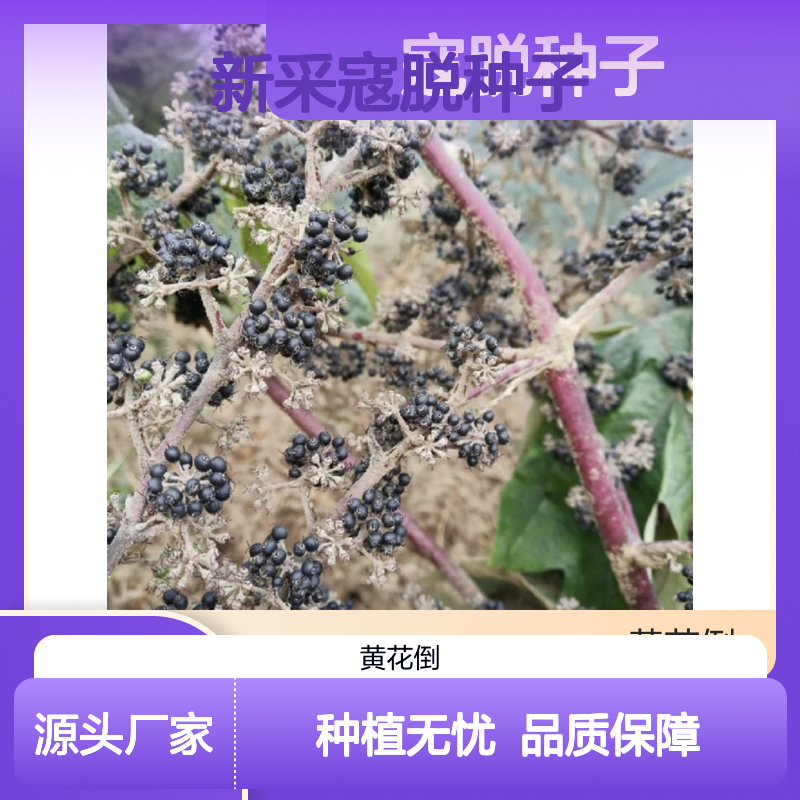 当年新采寇脱种子 自营基地直供保障 技术指导