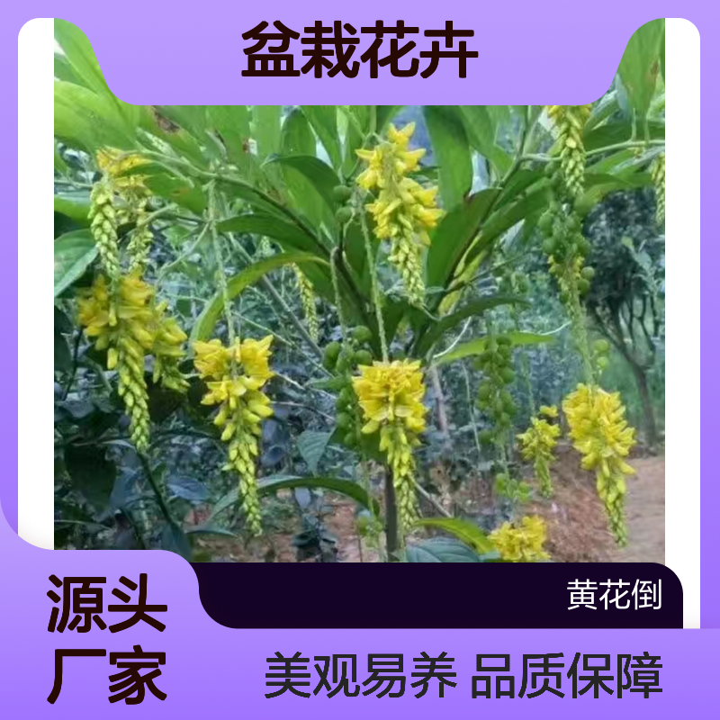 吊黄树苗 婀娜多姿 盆栽花卉品种 枝叶繁茂 温暖湿润
