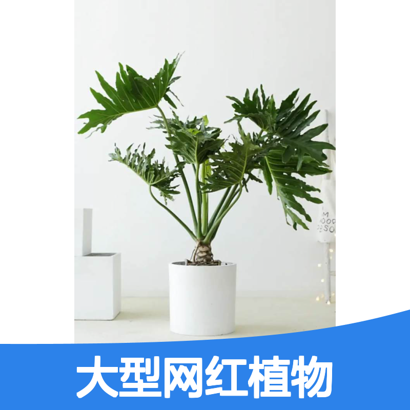 龙鳞春羽老桩 造型盆栽 大型网红植物租赁服务 上门养护 免费换新