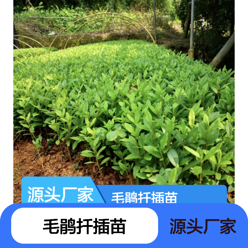 毛鹃扦插苗批发 基地直供园林植物 品种优良 易于修剪