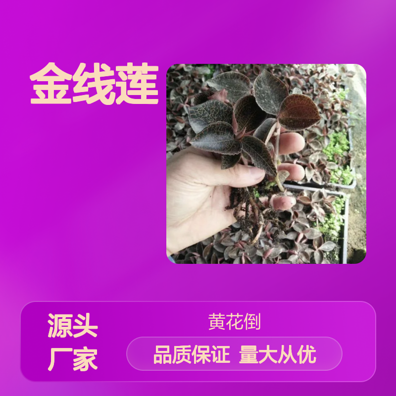 金线莲种苗 深山仿林下栽培 品质优良 经济高效