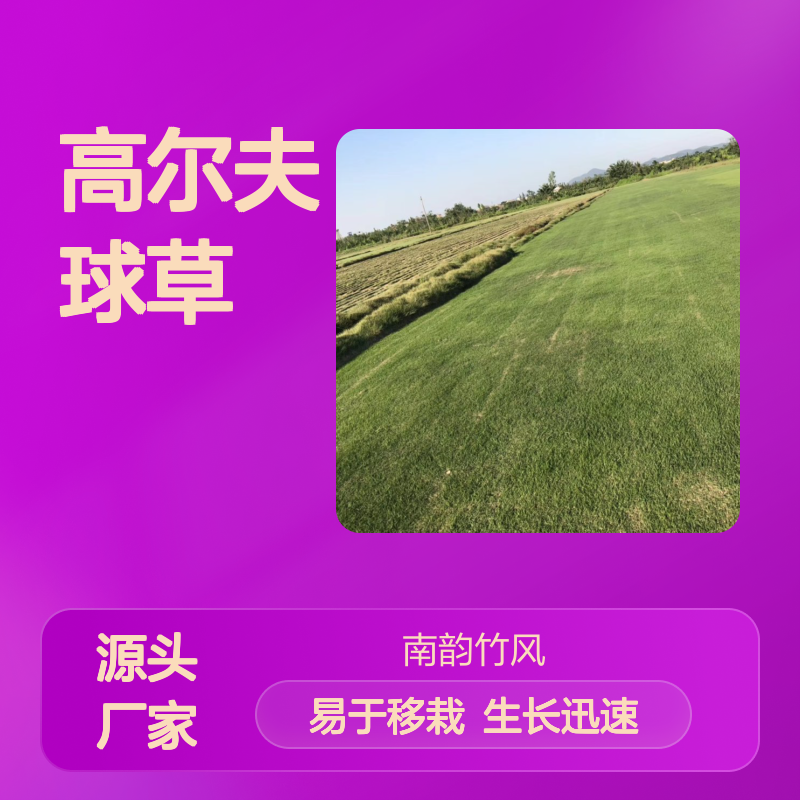 高尔夫球草 工程专用 草坪草种 生长迅速 易于移栽