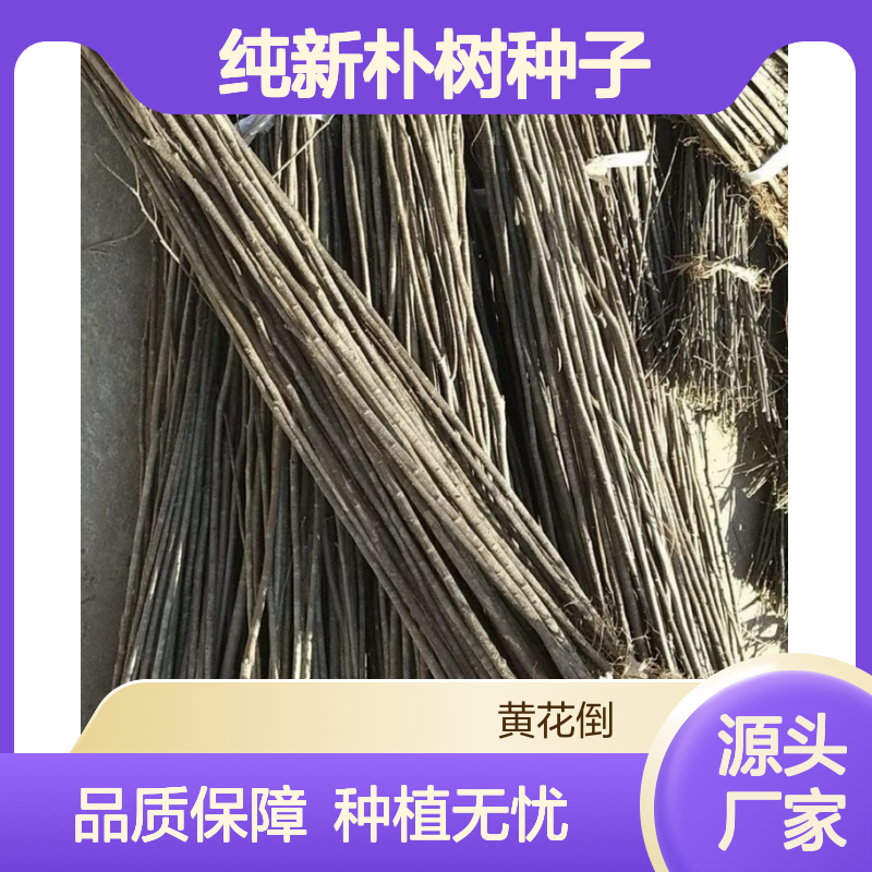 朴树种子 新芽生长快 现货充足 适应力强 易于管理