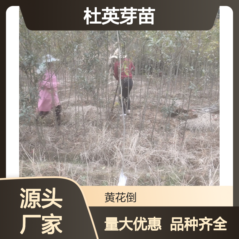产地一手货源杜英芽苗 品种齐全质量保证 根系发达种植好管理