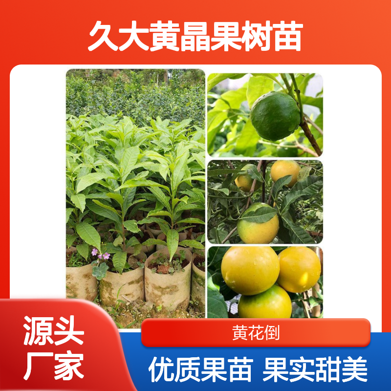 久大黄晶果树苗 热带常绿果树 口感独特 营养丰富