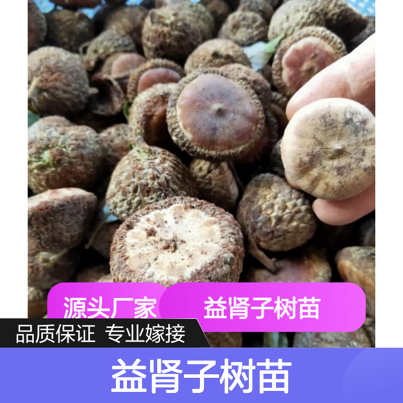 批发益肾子树苗 乔木植物 园林优选 基地直供 管理规范