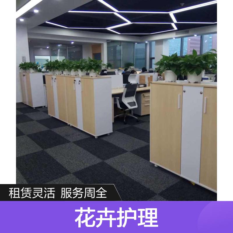 南韵竹风绿植租摆 花卉护理专家 品种多样 成活率高