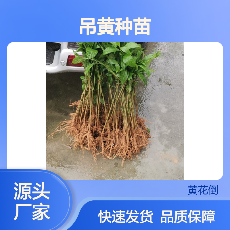 吊黄种苗基地直供 批发零售成活率高 新鲜现挖