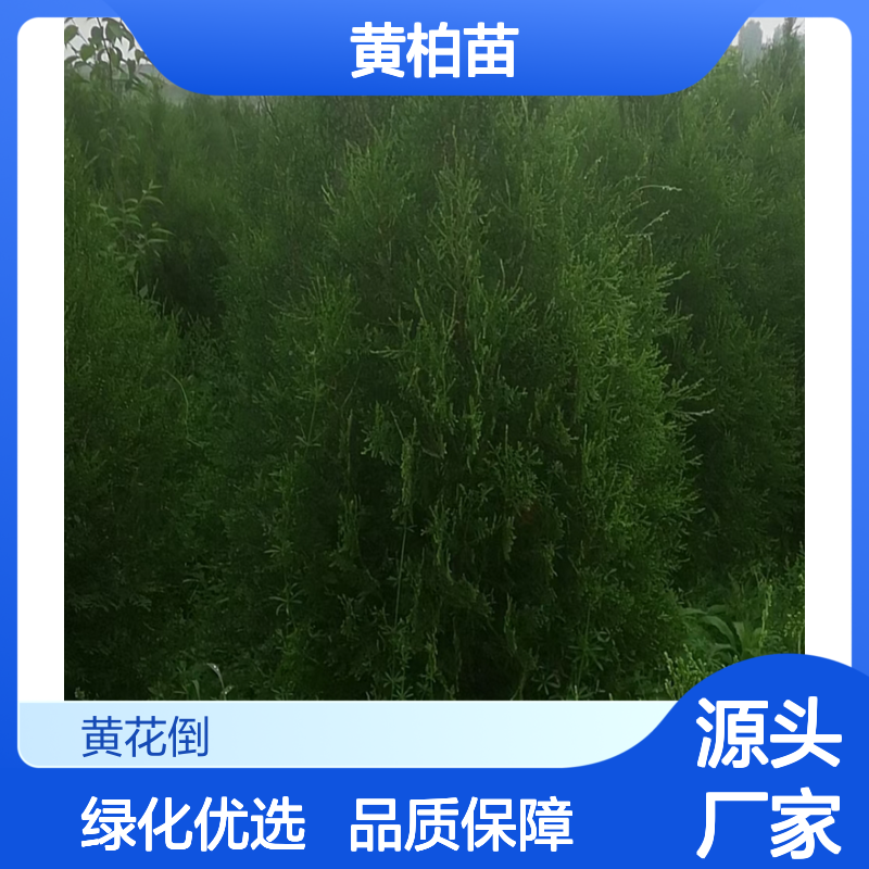 精选黄柏苗 园林植物常绿灌木 黄柏种植园供应