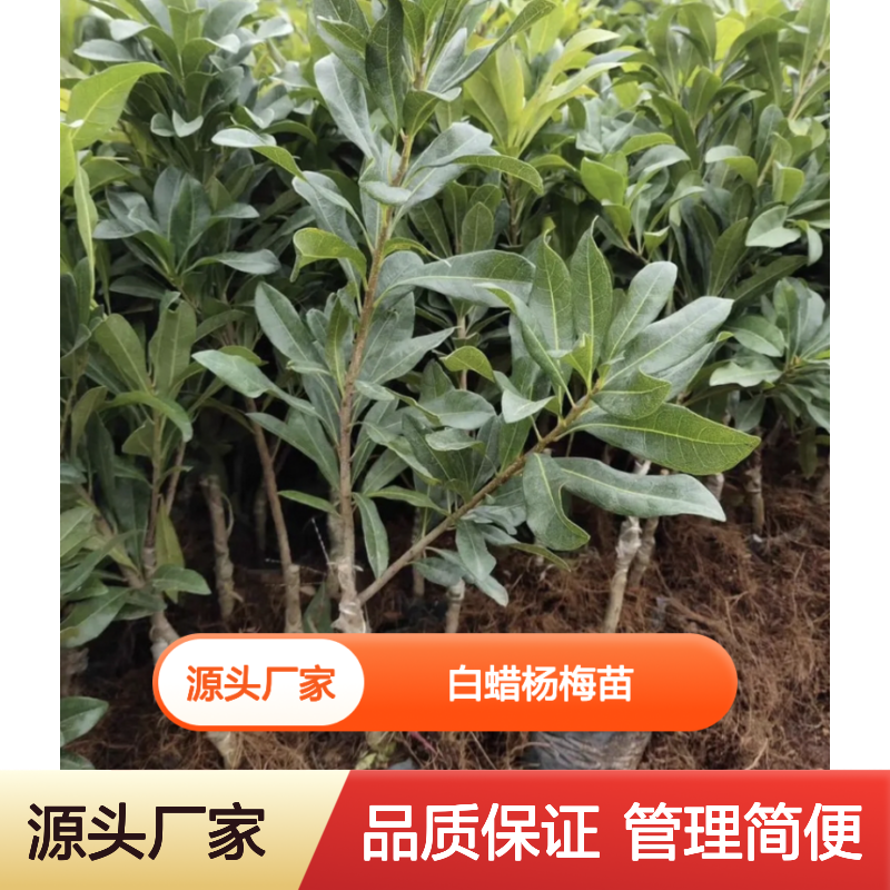 白蜡杨梅苗 华东地区优选品种 易于管理 适应性强