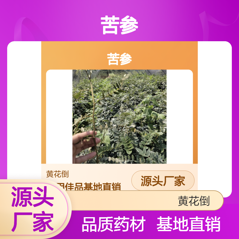 优质苦参供应 基地直发 药用保健 售后无忧