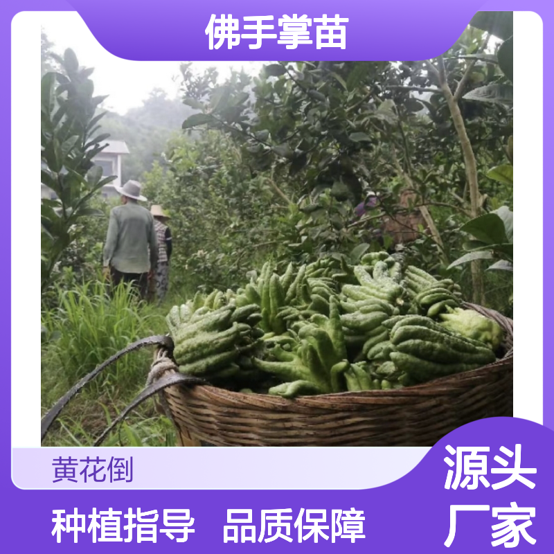 佛手掌苗种植基地 直供优质佛手掌 高产稳产 观赏性强