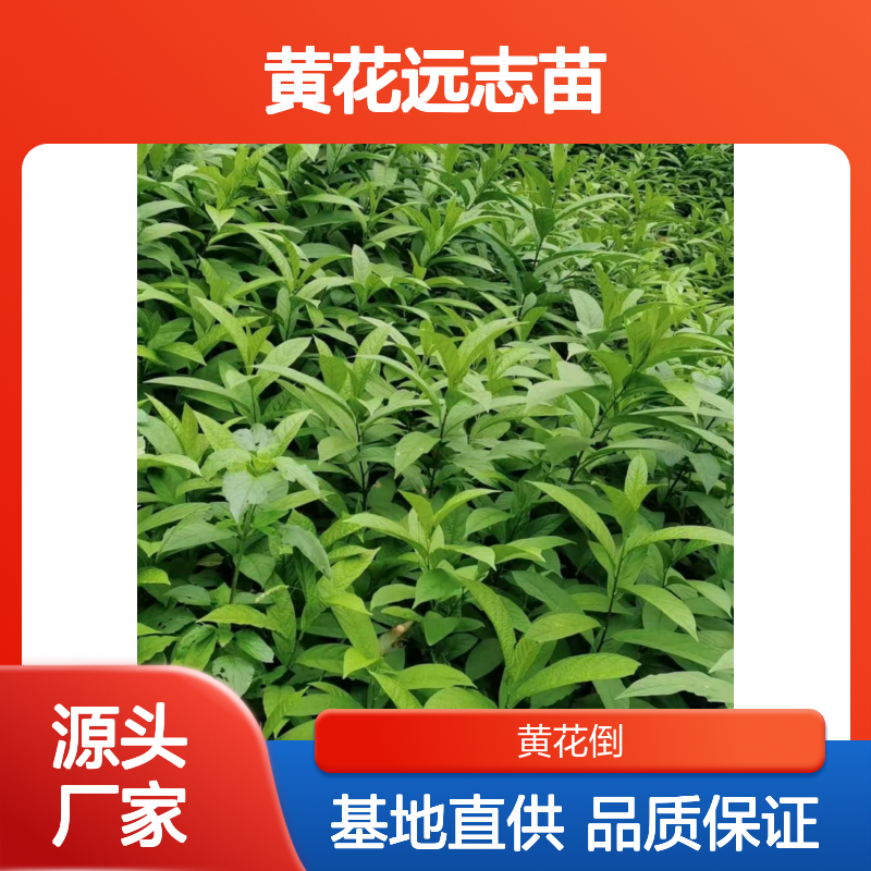 黄花远志苗 基地直供 新鲜现挖 成活率高 根系发达
