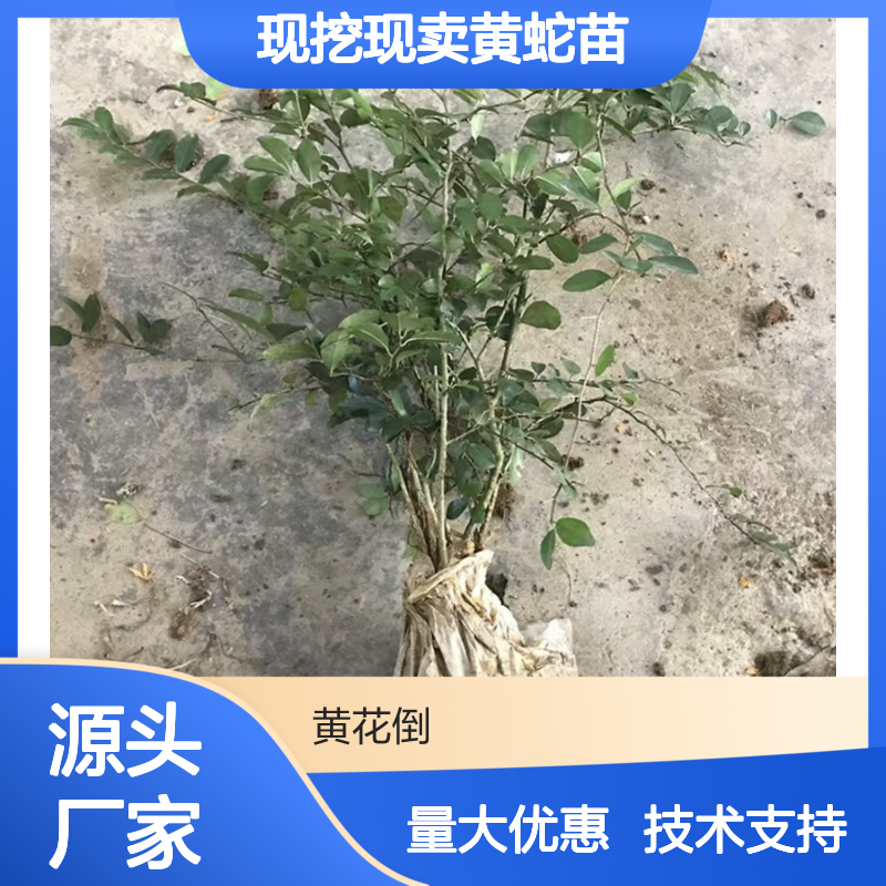 现挖现卖黄蛇苗 桑科植物顽强生长 根系发达 木质优良