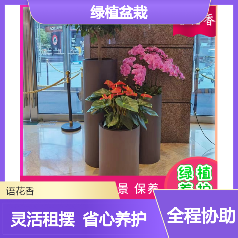 办公室绿植盆栽 虎皮兰组合 长期短期租摆 定时上门养护