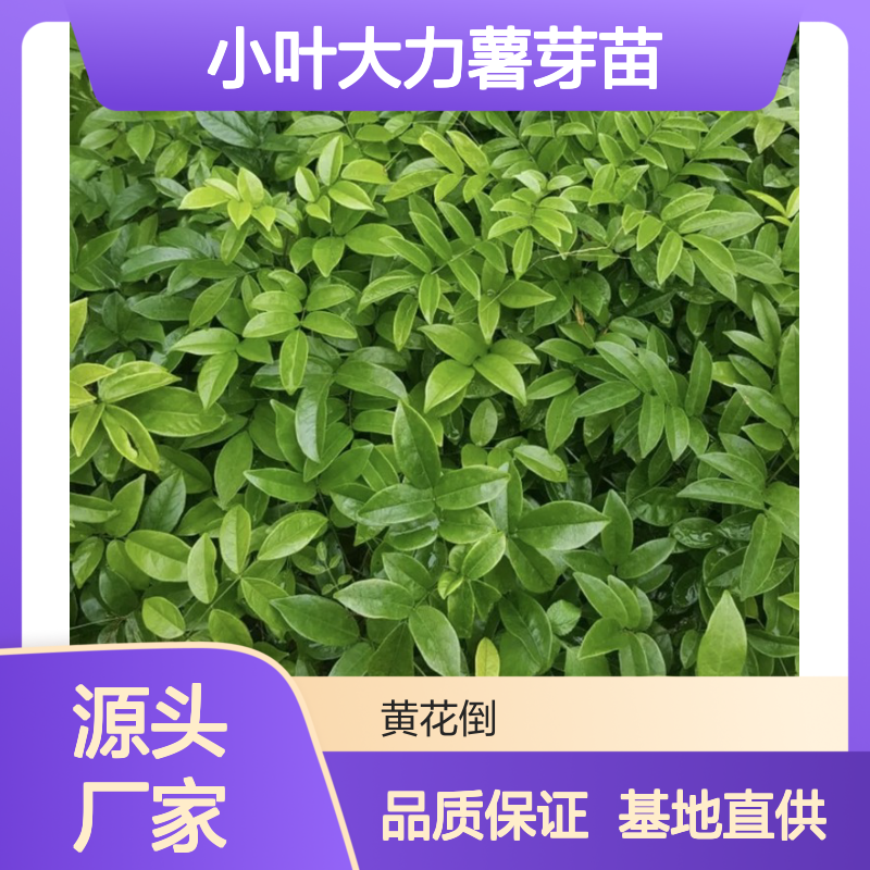 基地直供小叶大力薯芽苗 基地直发包教种植管理技术 品质纯正可票