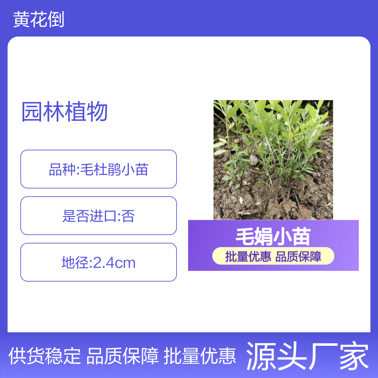 毛娟小苗 百亩基地直供 园林植物 品种繁多 易于栽培