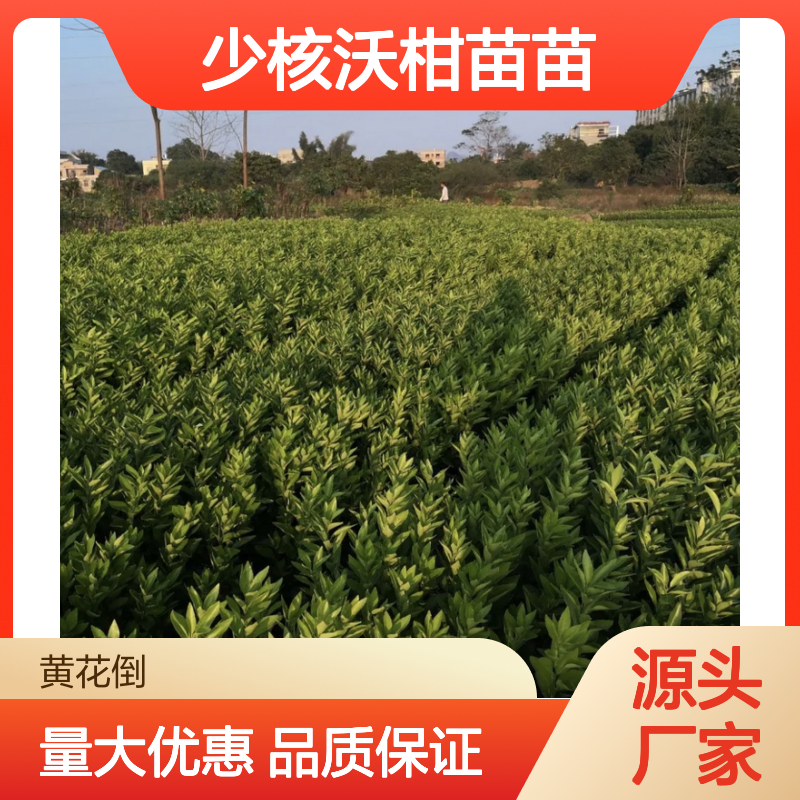 少核沃柑苗苗 百亩种植园直供 长势旺盛 挂果力强