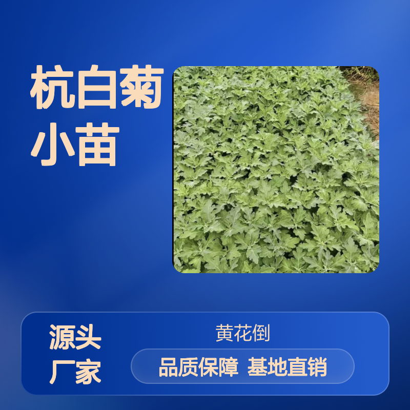 精选杭白菊小苗 基地种植 批量供应 品质优良 售后无忧