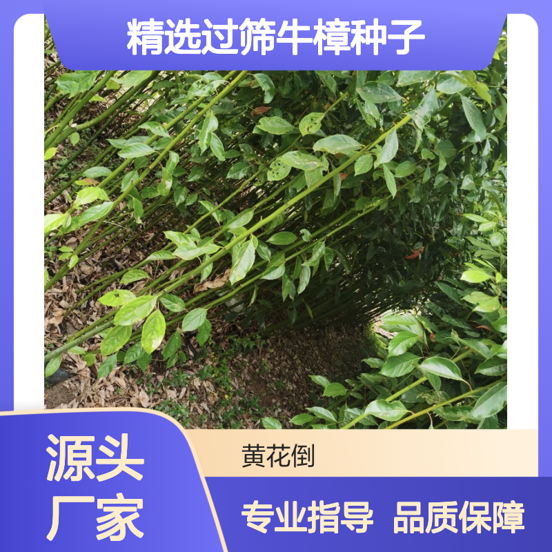 精选过筛牛樟种子 基地直供 绿化优选 技术指导