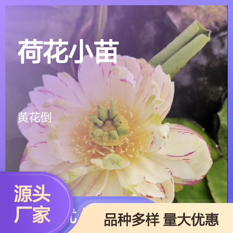 荷花小苗基地直供 园林绿化优选 品种丰富 盆栽观赏