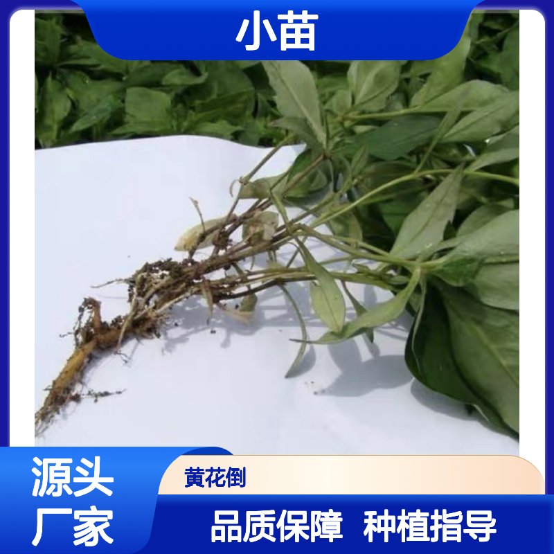太子参小苗 种植主产区直供 基地批发 技术指导