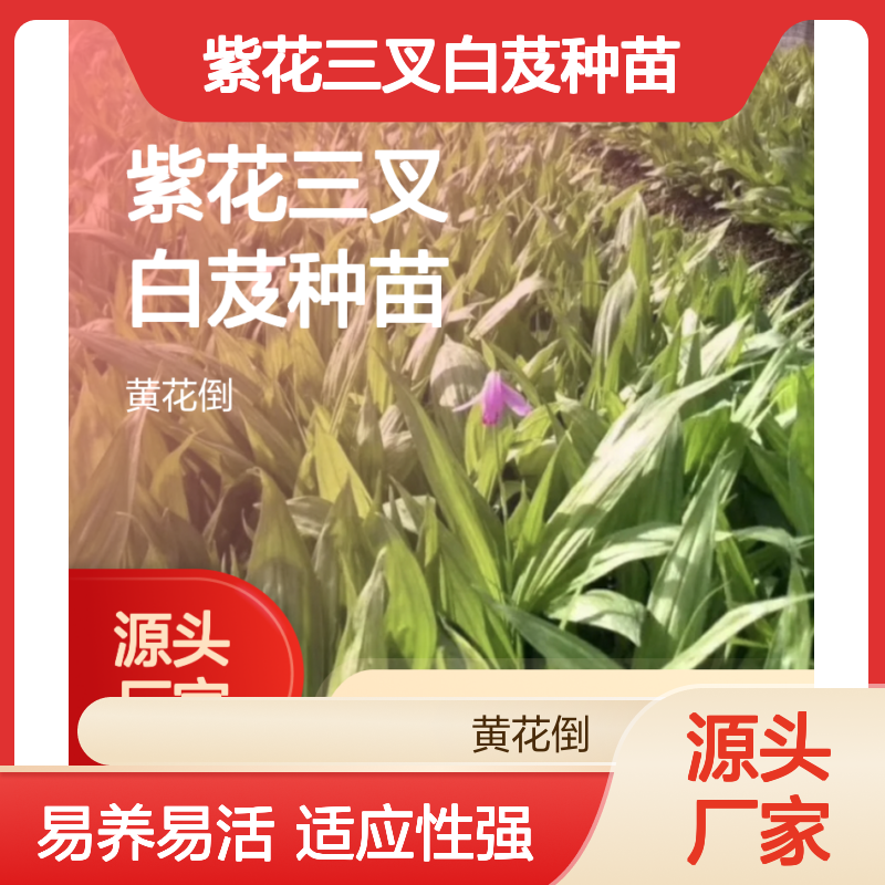 紫花三叉白芨种苗 南方温暖即种 易养易活 适应性强