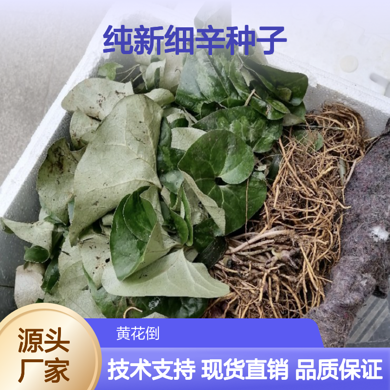 纯新细辛种子 当年采收 播种指导 高成活率 技术支持