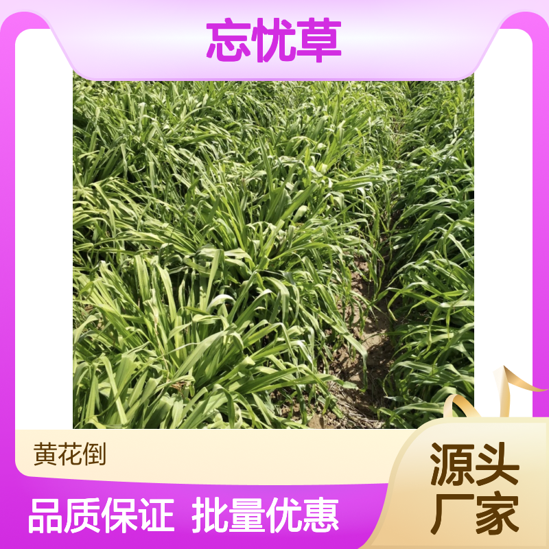 忘忧草种苗 批发基地直供 品种繁多 观赏性强 四季有花