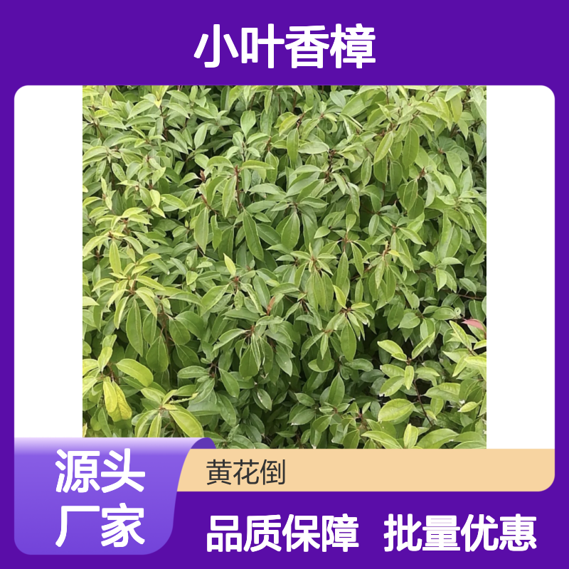 小叶香樟种苗 批发绿化优选 驱虫环保 易于移栽