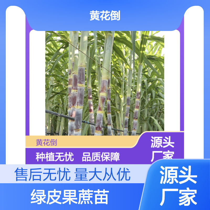 绿皮果蔗苗 产地直供 高产潜力 种植无忧 品质优良