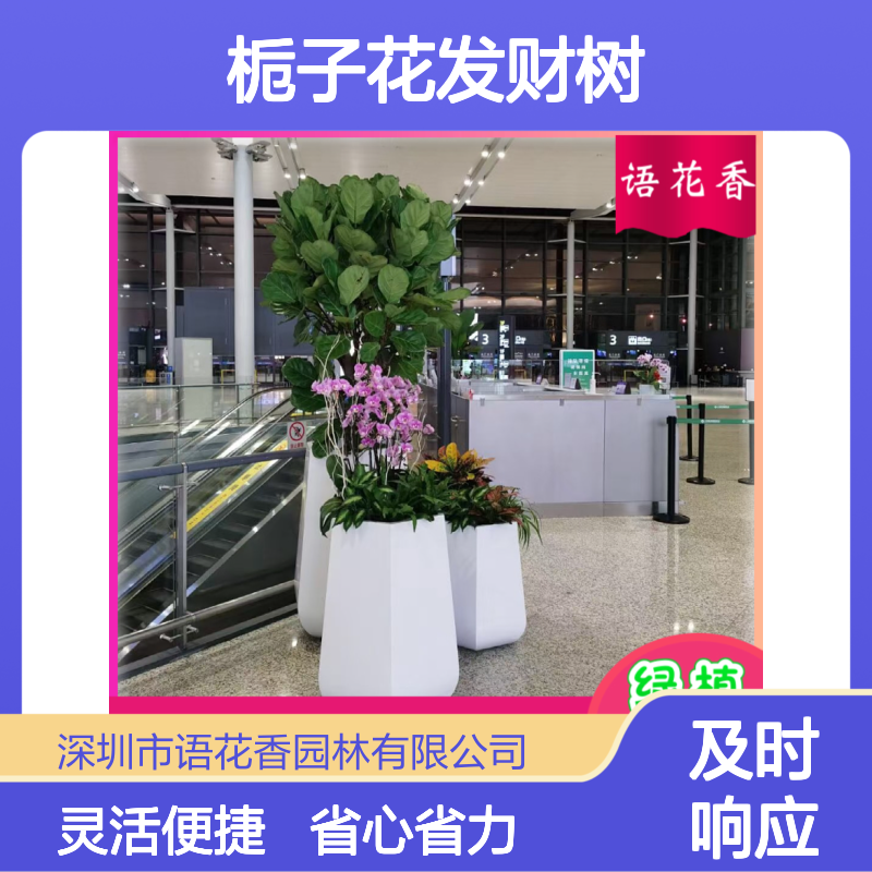 栀子花发财树幸福树盆栽 绿植组合租赁 全程养护省心省力