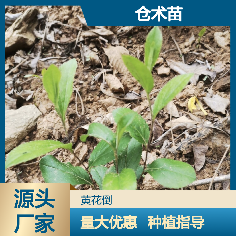仓术苗基地 供应苍术苗 种植指导 品质优良 多年生长