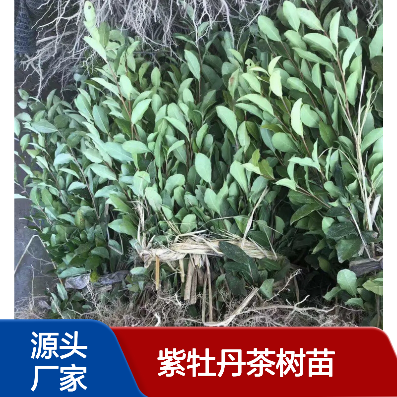 紫牡丹茶树苗 基地直供 批发优选 品质保证 历史传承
