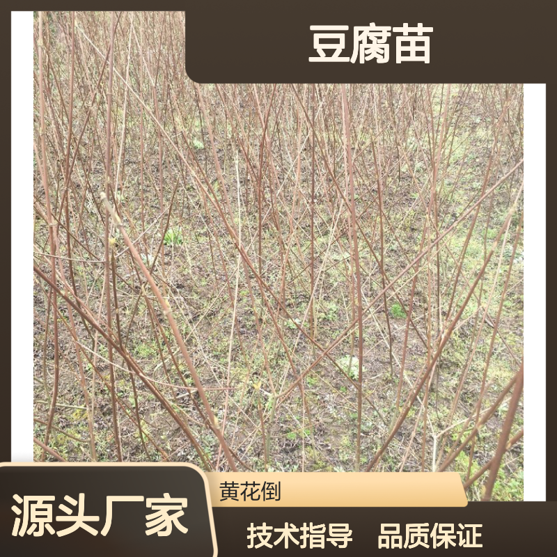 苗木合作社自营神豆腐苗 提供种植技术 生长迅速