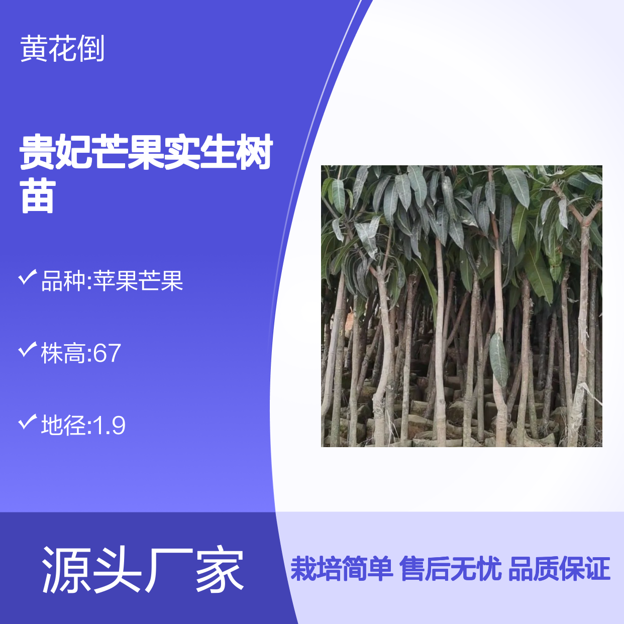 贵妃芒果实生树苗 苗木合作社自营 全程技术指导