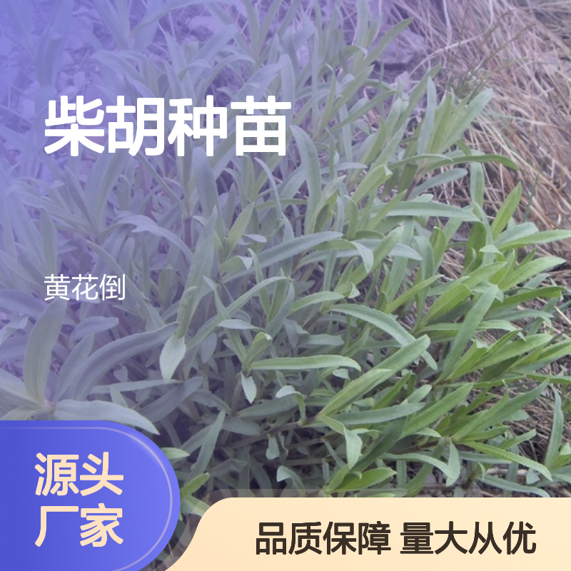 柴胡种苗 基地直供 种植技术指导 批发优惠 管理规范