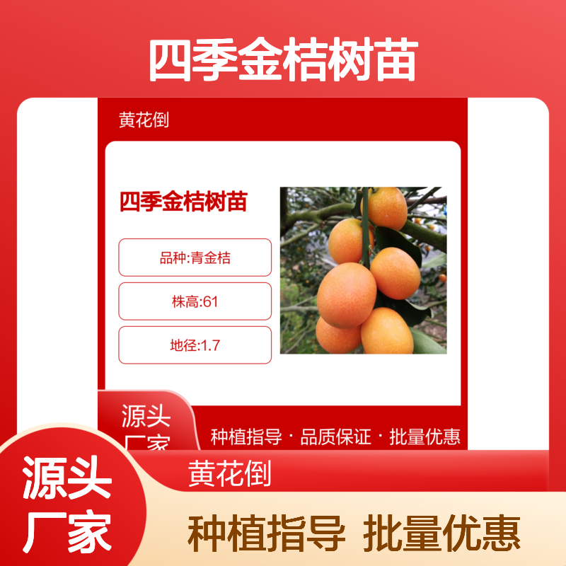 四季金桔树苗 优良品种 基地直供 果香四溢 常绿小乔